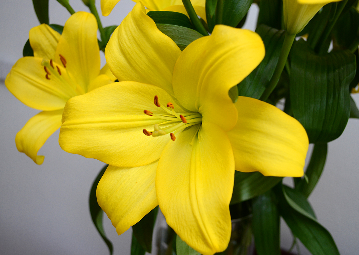 26 MAJA DZIEŃ MATKI